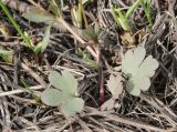 Ranunculus polyrhizos. Нижняя часть побега с листьями прикорневой розетки. Алтайский край, юго-западные окр. пос. Благовещенка (между железной дорогой и каналом), пыреевый остепнённый луг, зарастающий лохом. 06.05.2021.