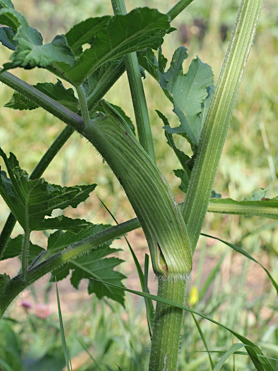 Изображение особи Heracleum sibiricum.