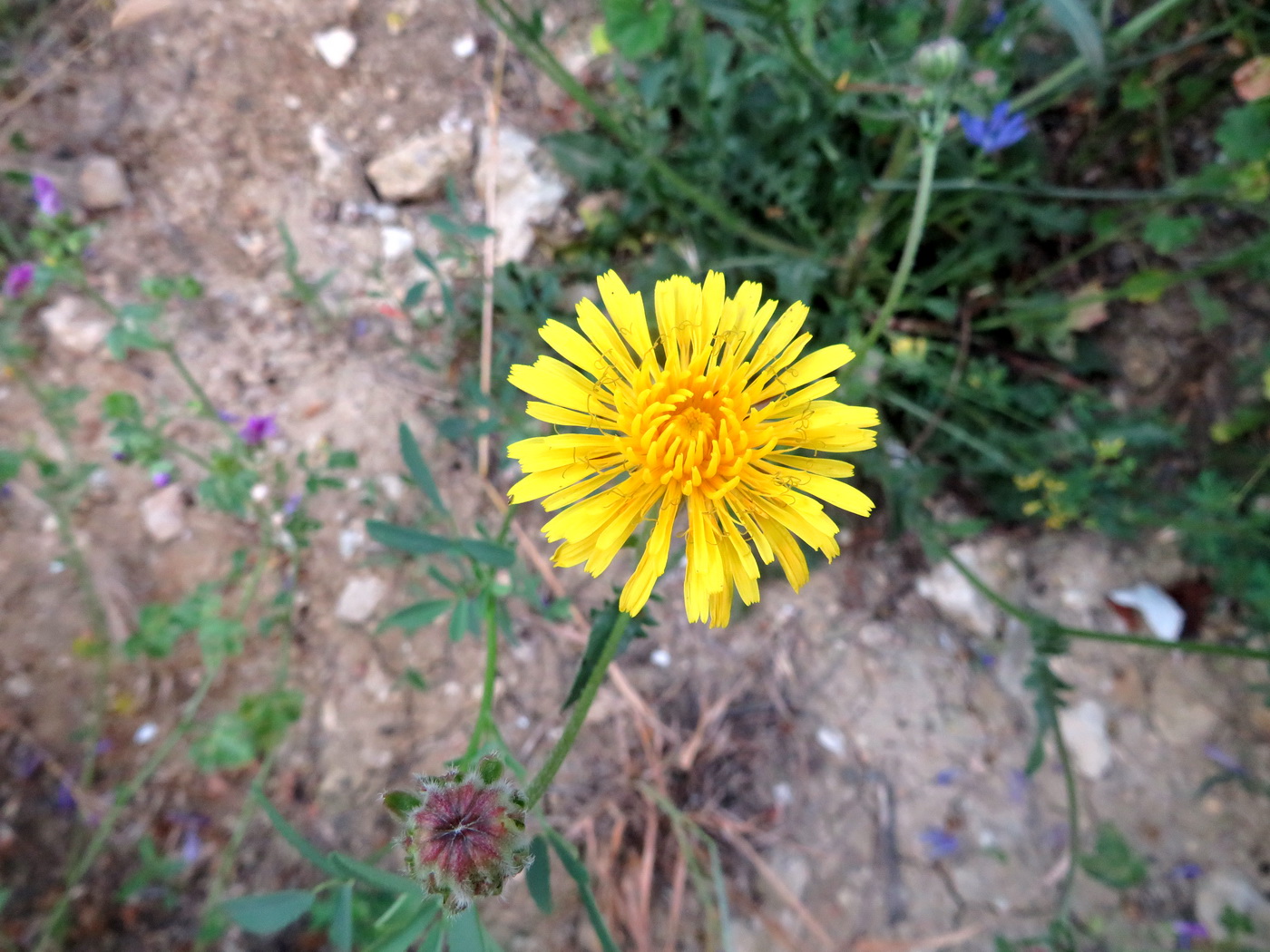 Image of Crepis foetida specimen.