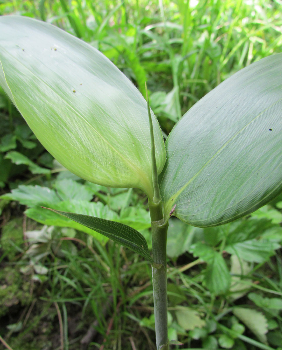 Image of Sasa veitchii specimen.