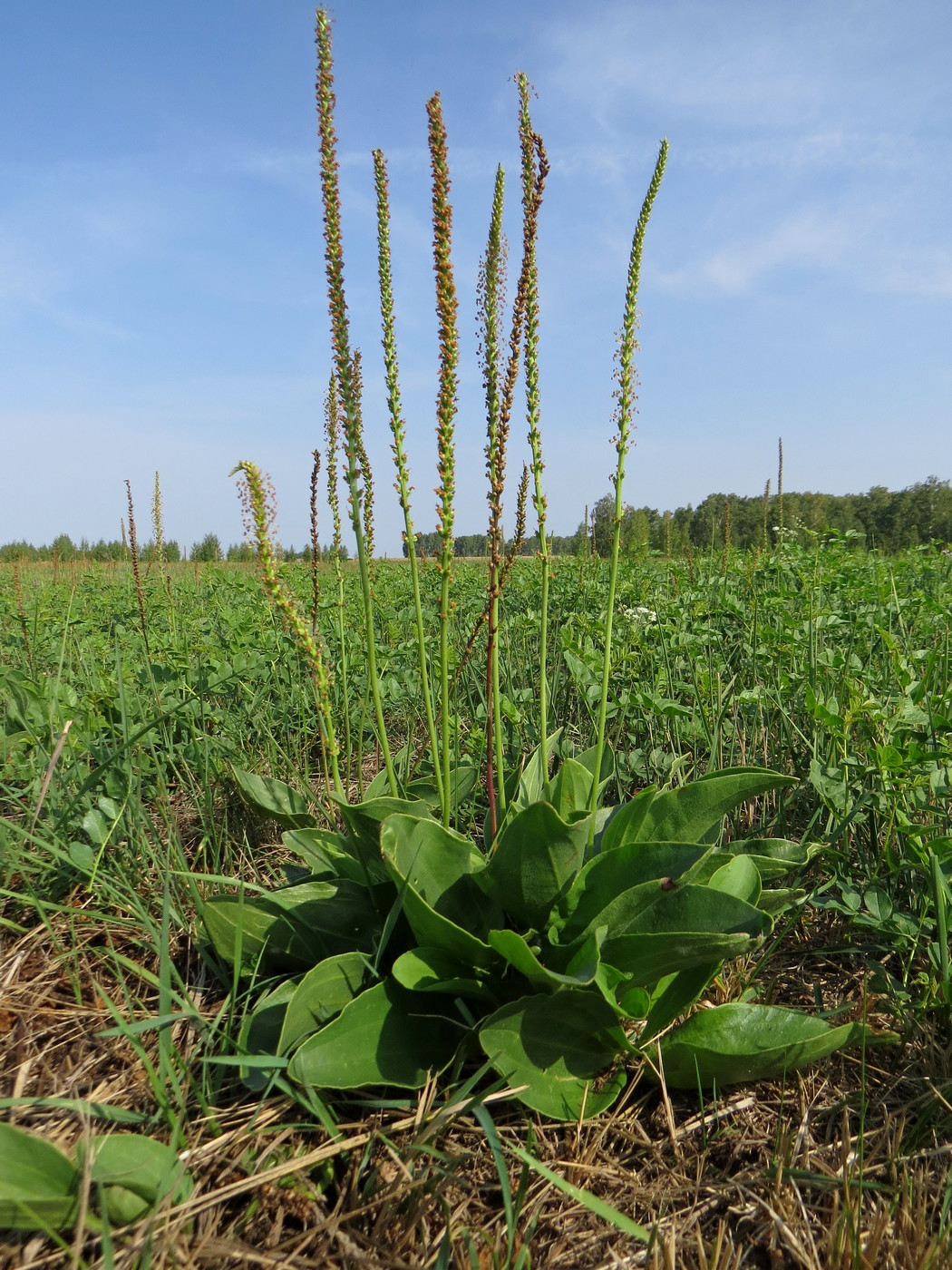 Изображение особи Plantago cornuti.