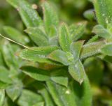 familia Aizoaceae