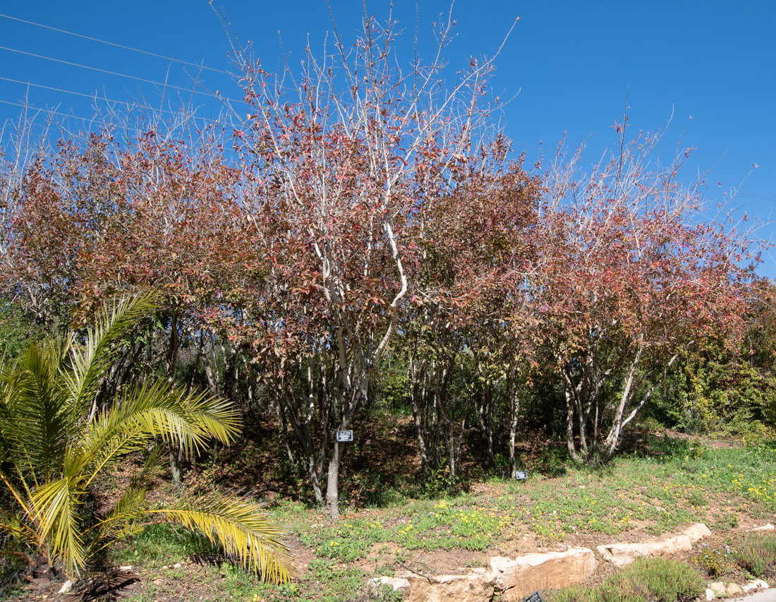 Image of Combretum kraussii specimen.