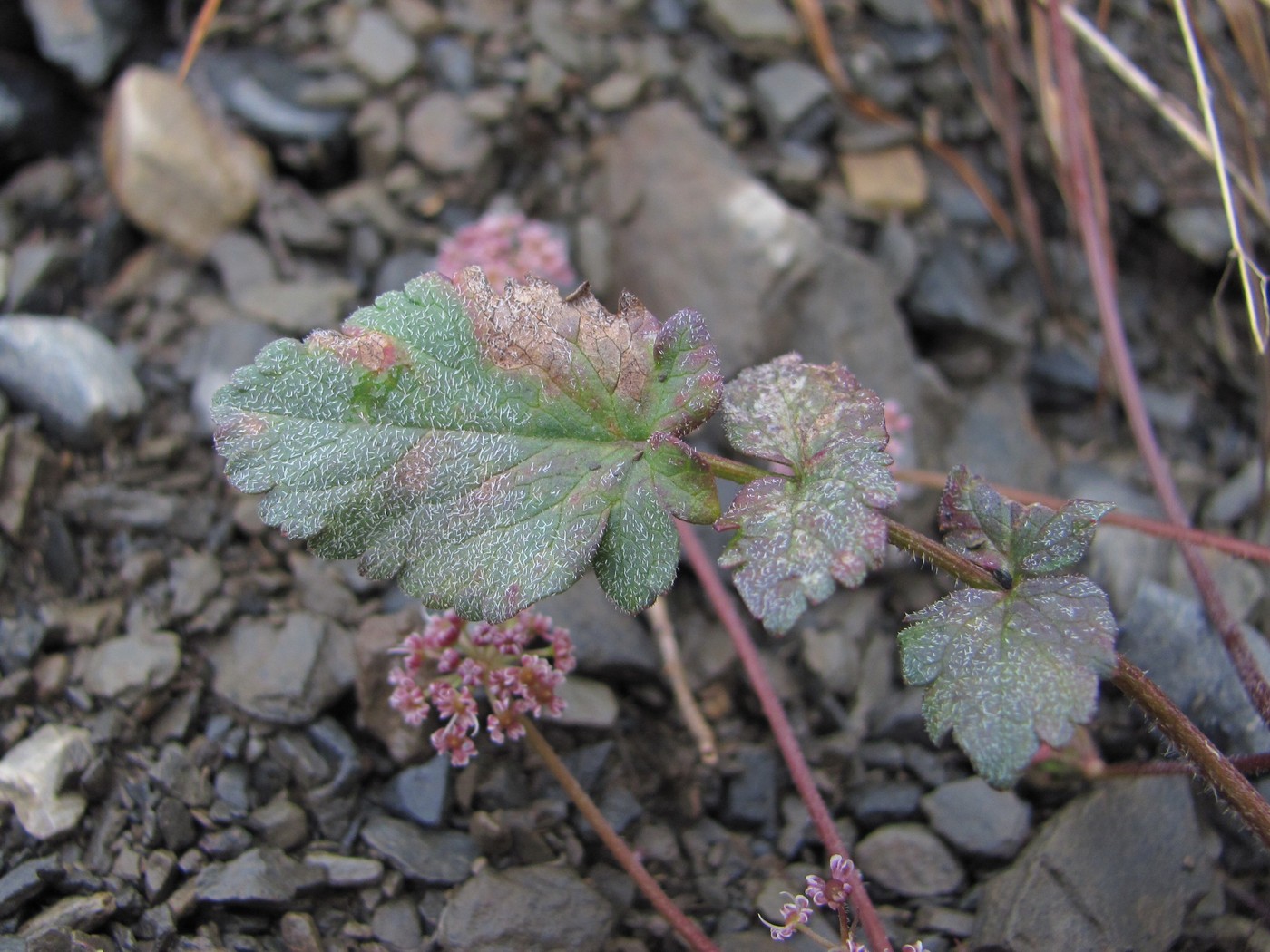 Изображение особи Symphyoloma graveolens.