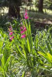 genus Gladiolus. Цветущие растения. Абхазия, г. Сухум, Сухумский ботанический сад, в культуре. 14.05.2021.