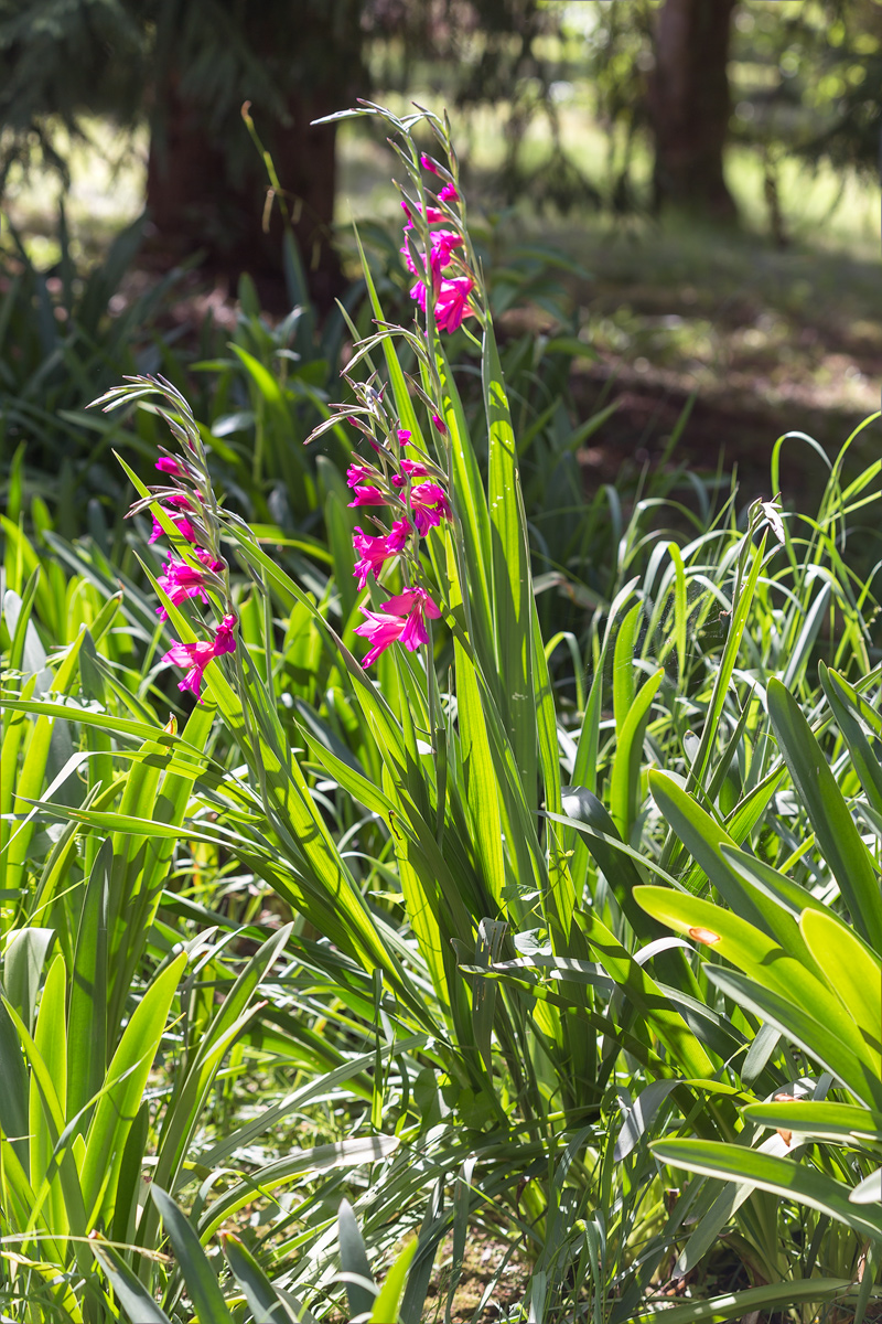 Изображение особи род Gladiolus.