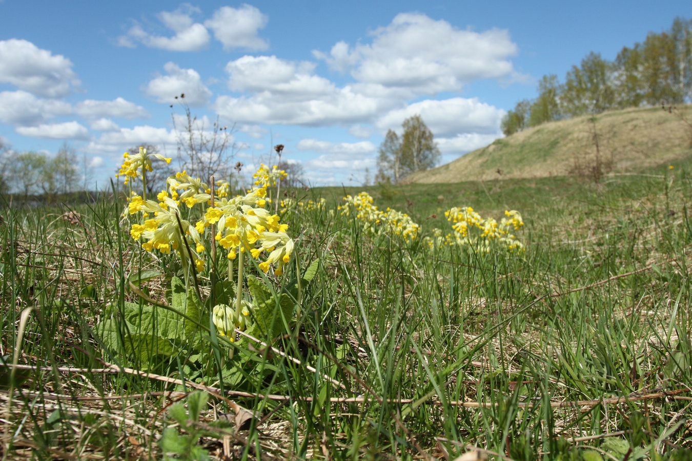 Изображение особи Primula veris.