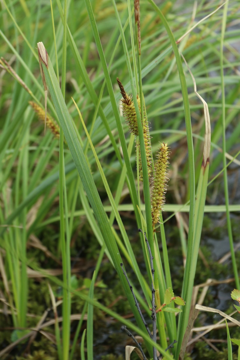 Image of Carex rostrata specimen.