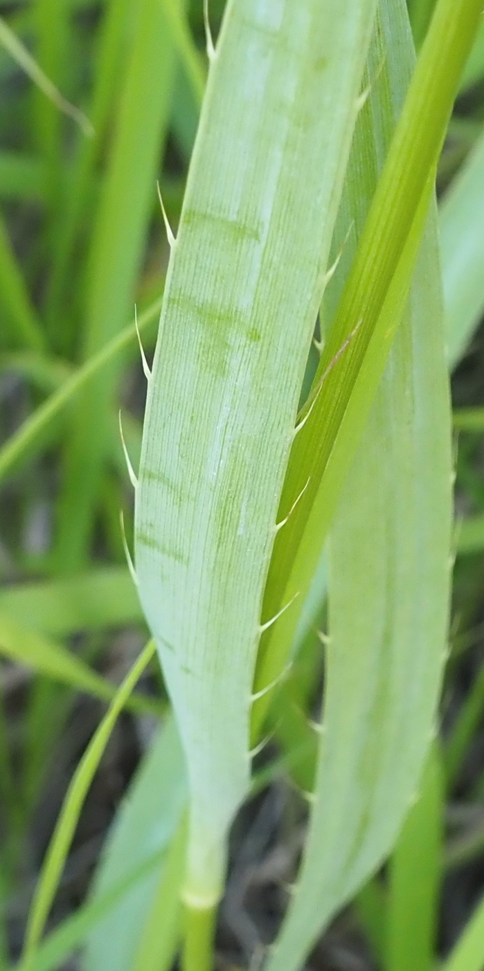 Image of Eryngium yuccifolium specimen.