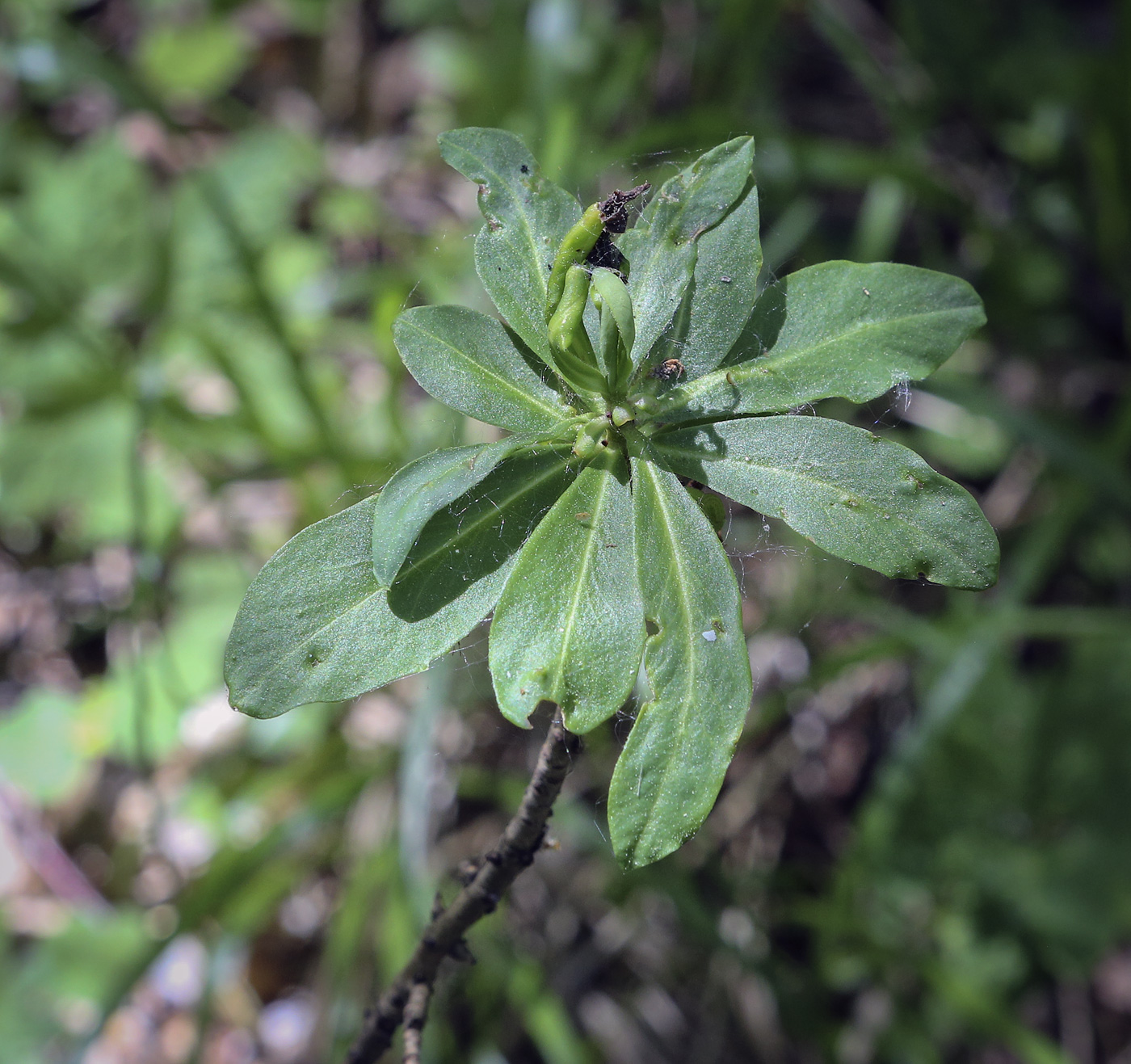 Image of Daphne mezereum specimen.