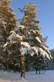 Pinus sylvestris. Взрослое дерево. Свердловская обл., окр. г. Североуральск. 25.11.2006.