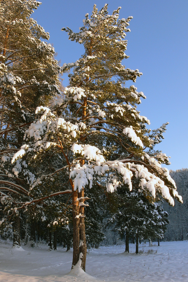 Image of Pinus sylvestris specimen.