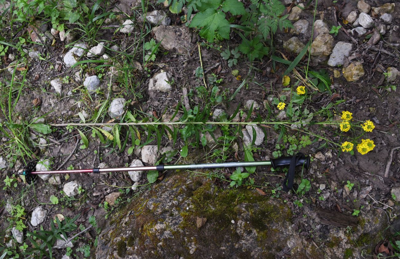 Image of Erysimum aureum specimen.