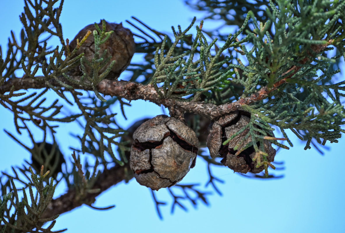 Изображение особи Cupressus sempervirens.