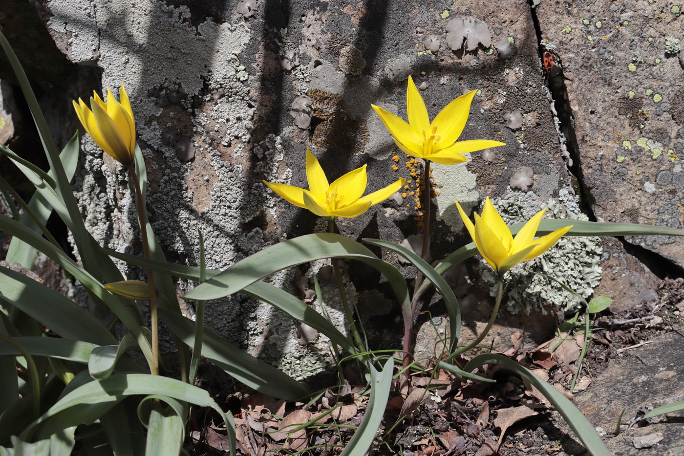 Image of Tulipa australis specimen.