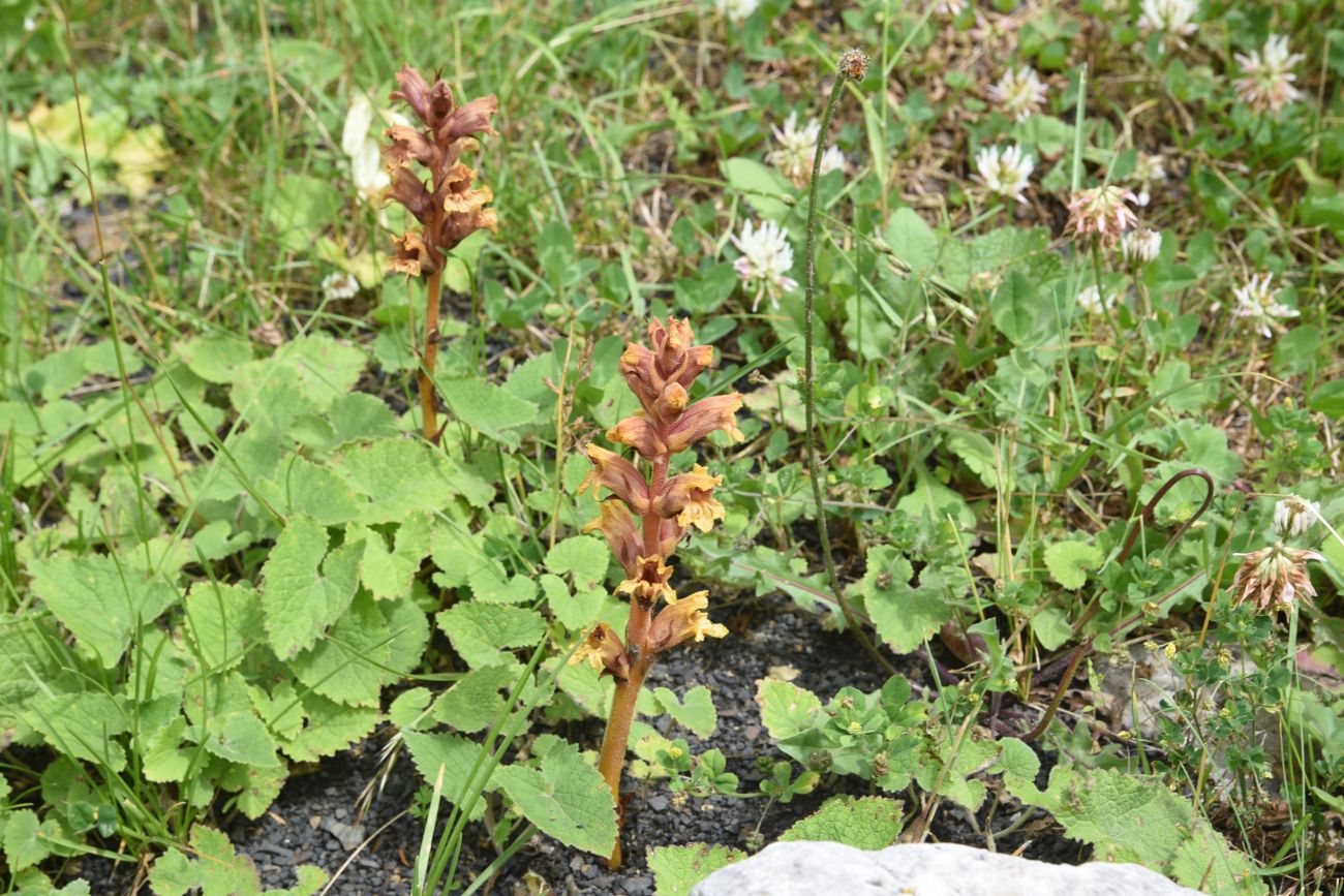 Image of Orobanche campanulae specimen.