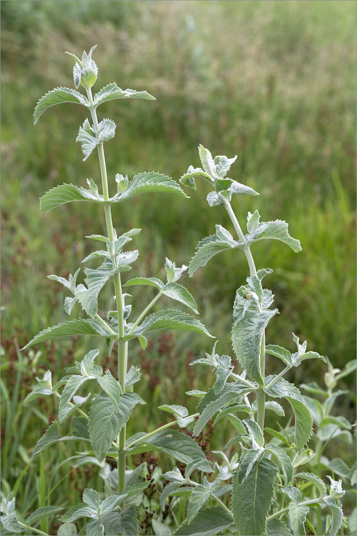 Изображение особи род Mentha.