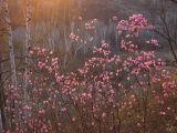 Смотреть изображение Rhododendron dauricum