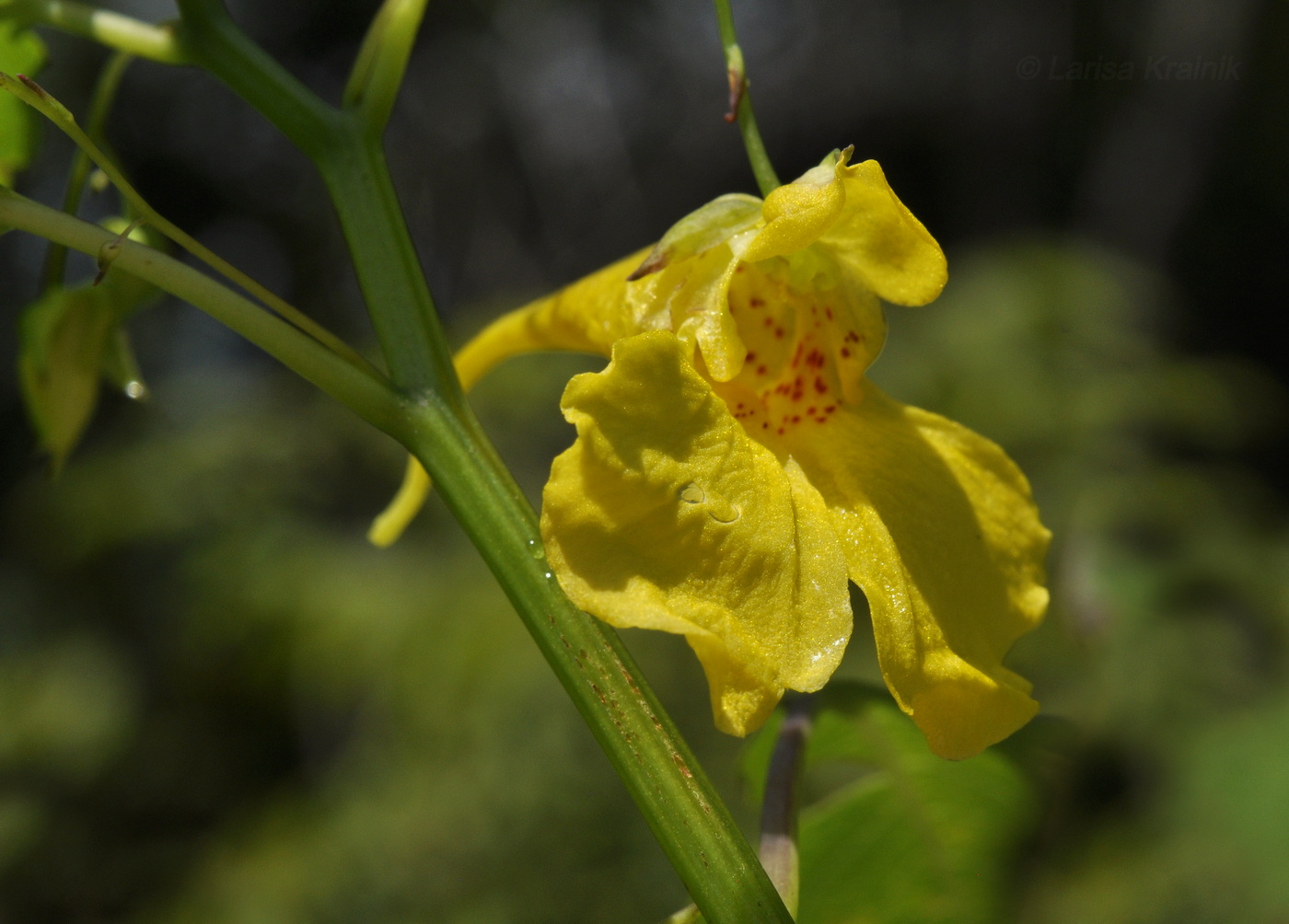 Image of Impatiens noli-tangere specimen.