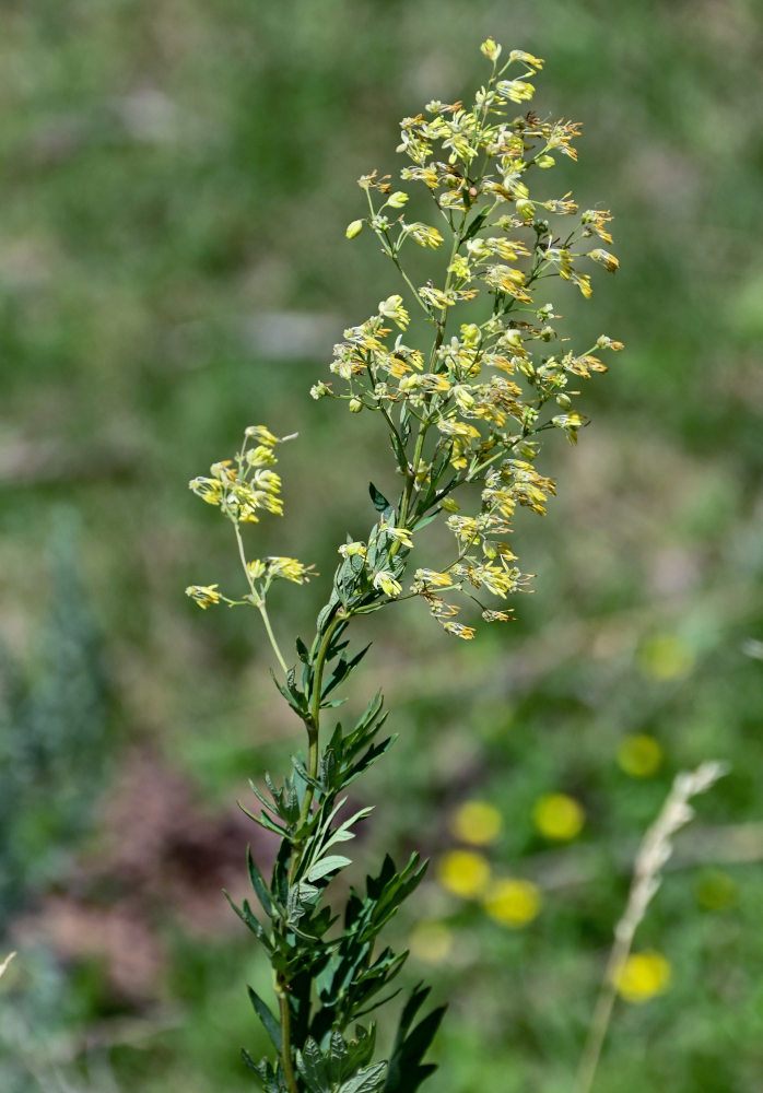 Image of Thalictrum simplex specimen.