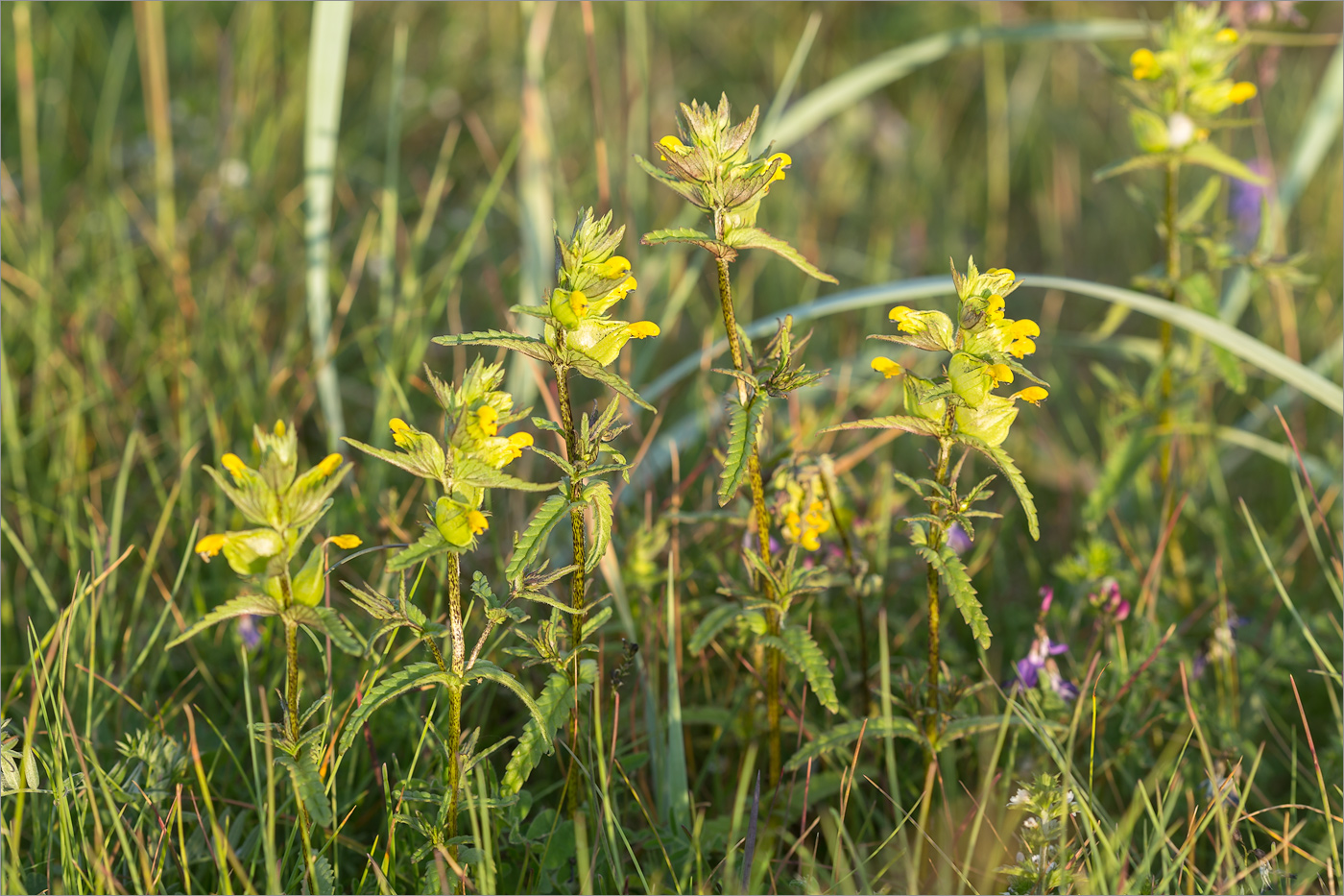 Image of Rhinanthus minor specimen.