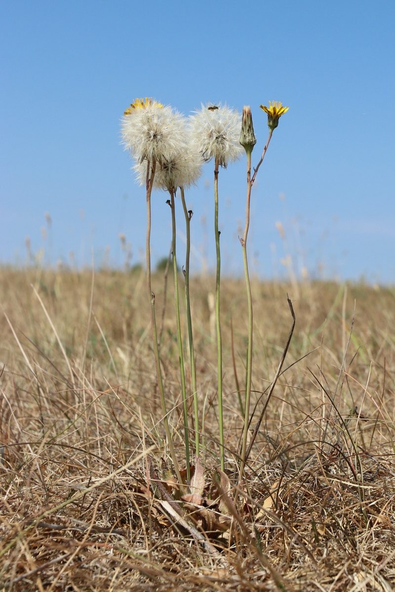 Image of Hypochaeris radicata specimen.