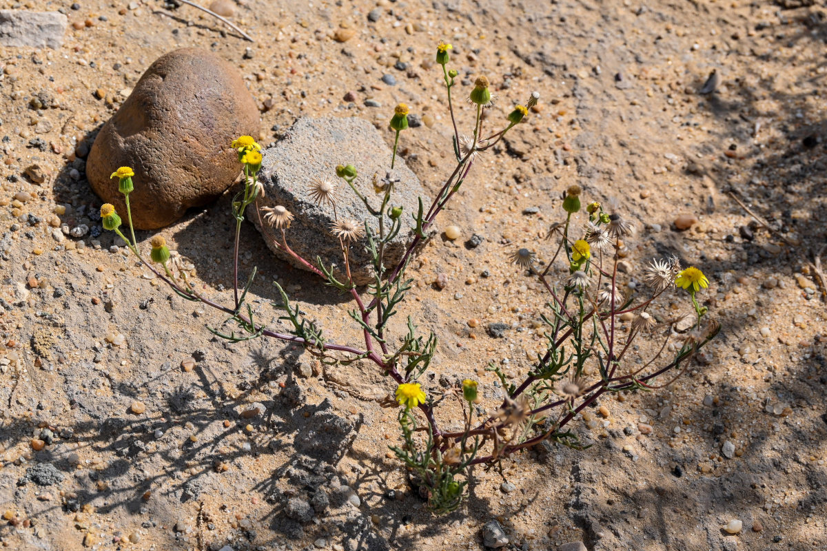 Изображение особи Senecio glaucus.