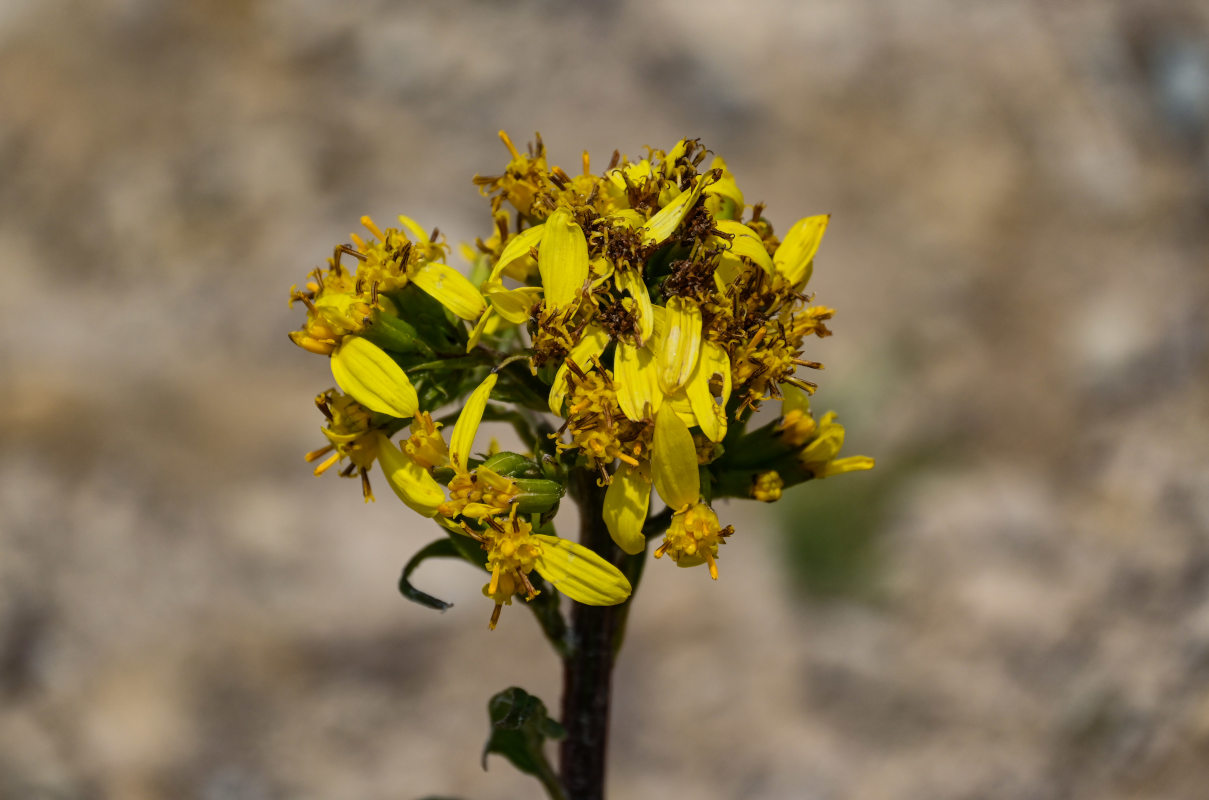 Image of Ligularia thomsonii specimen.