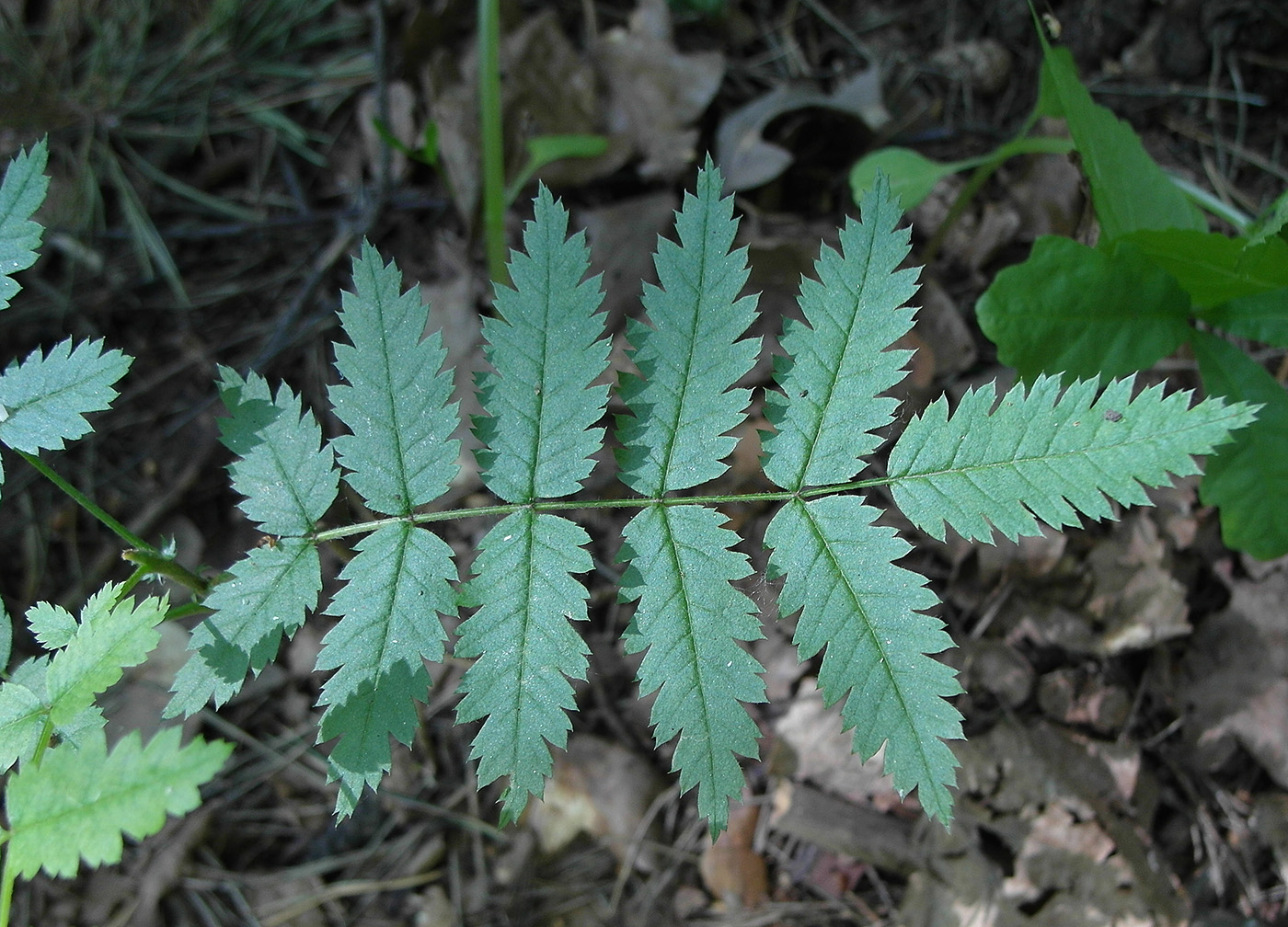 Image of Sorbus aucuparia specimen.