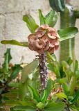 Euphorbia splendens