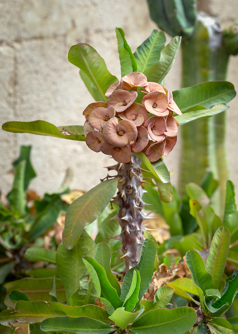 Изображение особи Euphorbia splendens.