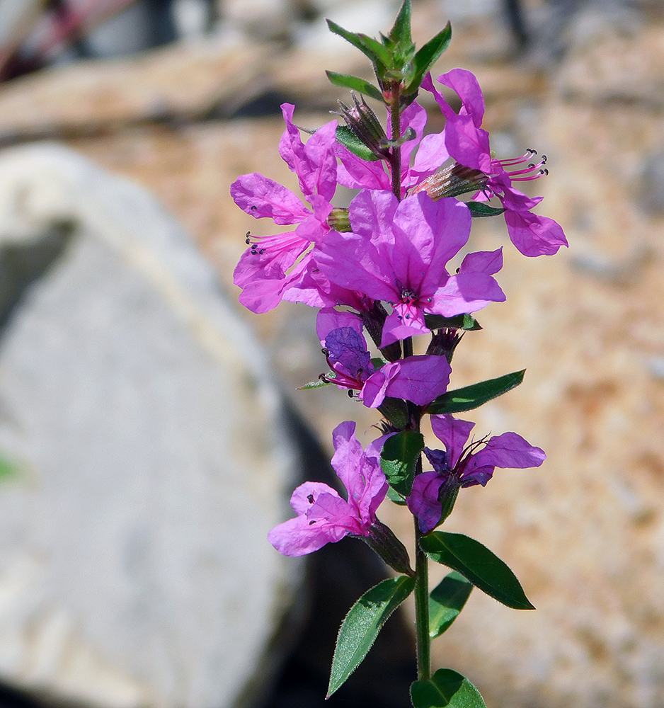 Image of Lythrum salicaria specimen.