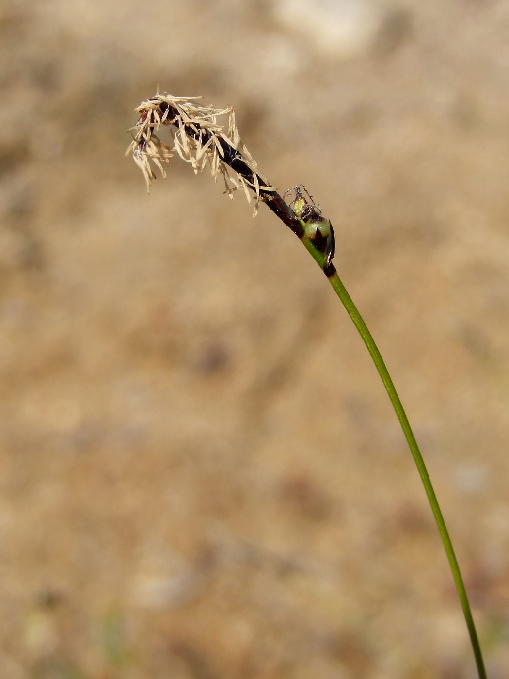 Изображение особи Carex vanheurckii.