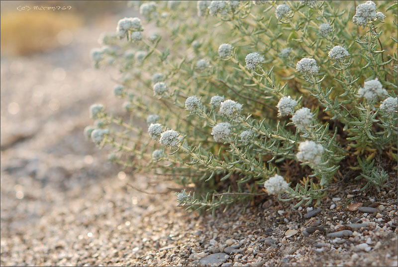 Image of Teucrium capitatum specimen.