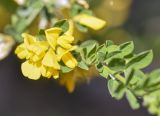 Смотреть изображение Teline monspessulana