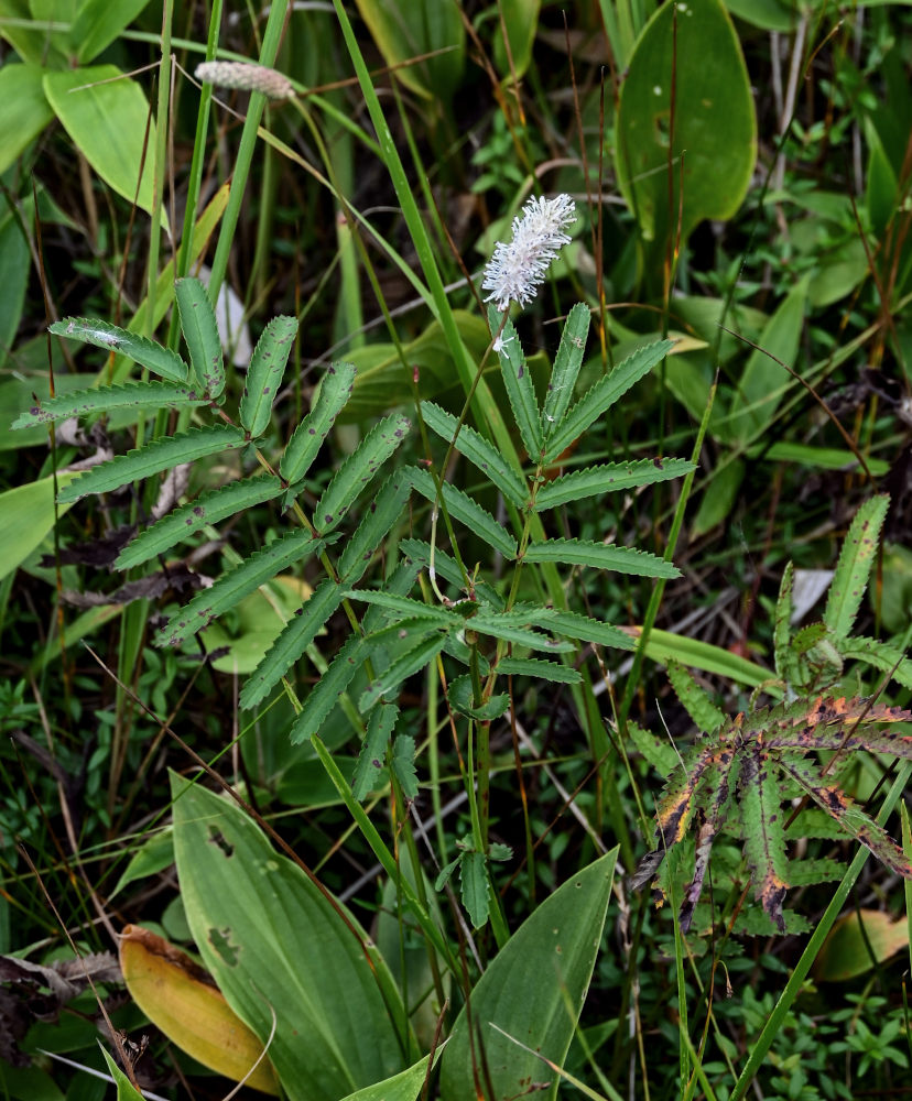 Image of Sanguisorba tenuifolia specimen.