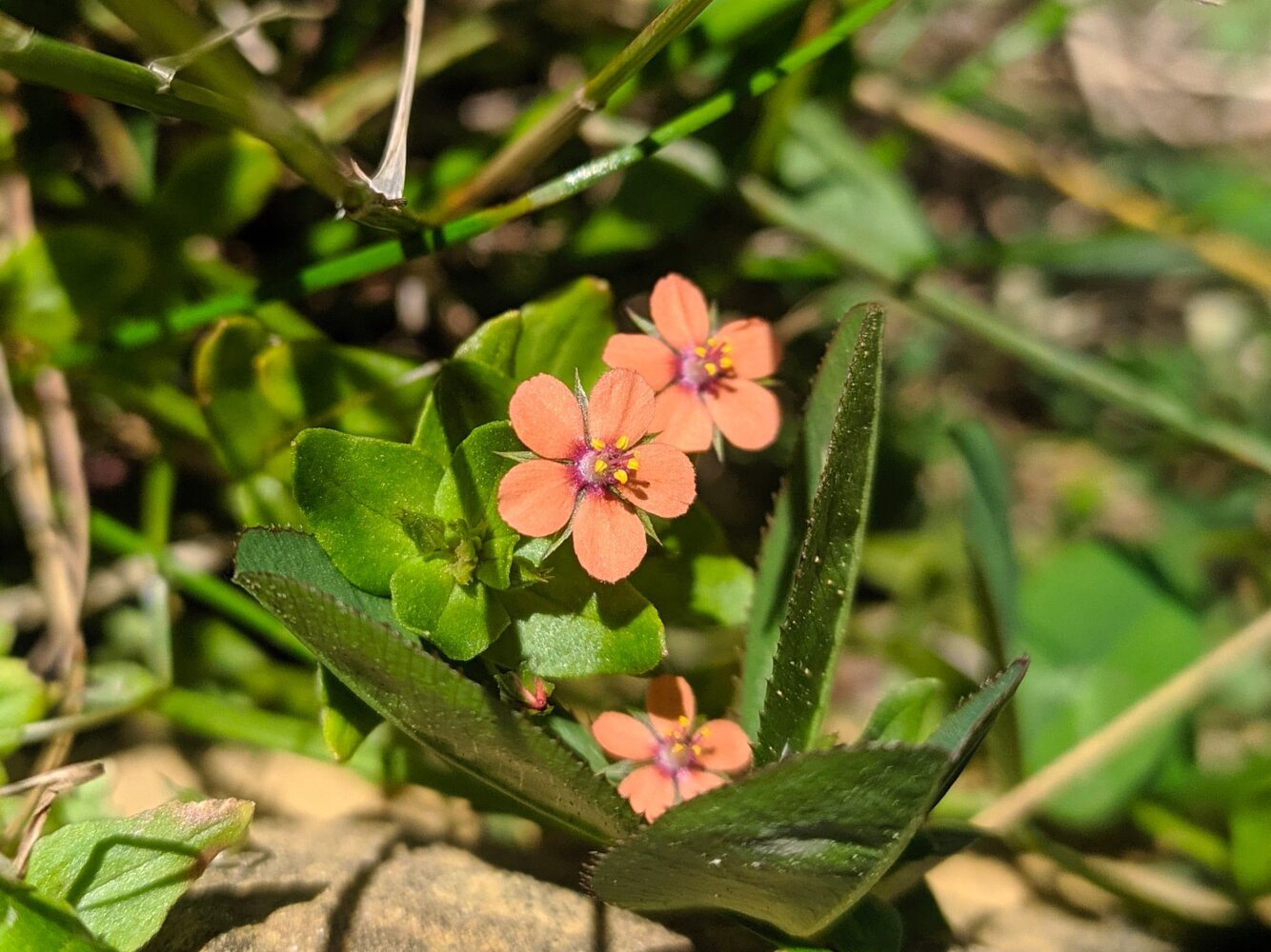 Изображение особи Anagallis arvensis.