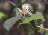 Lonicera xylosteum