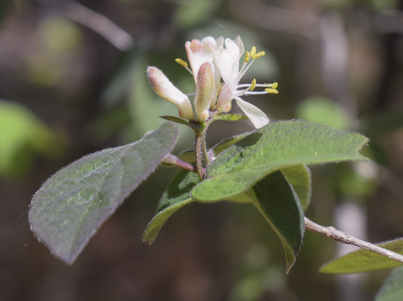 Изображение особи Lonicera xylosteum.