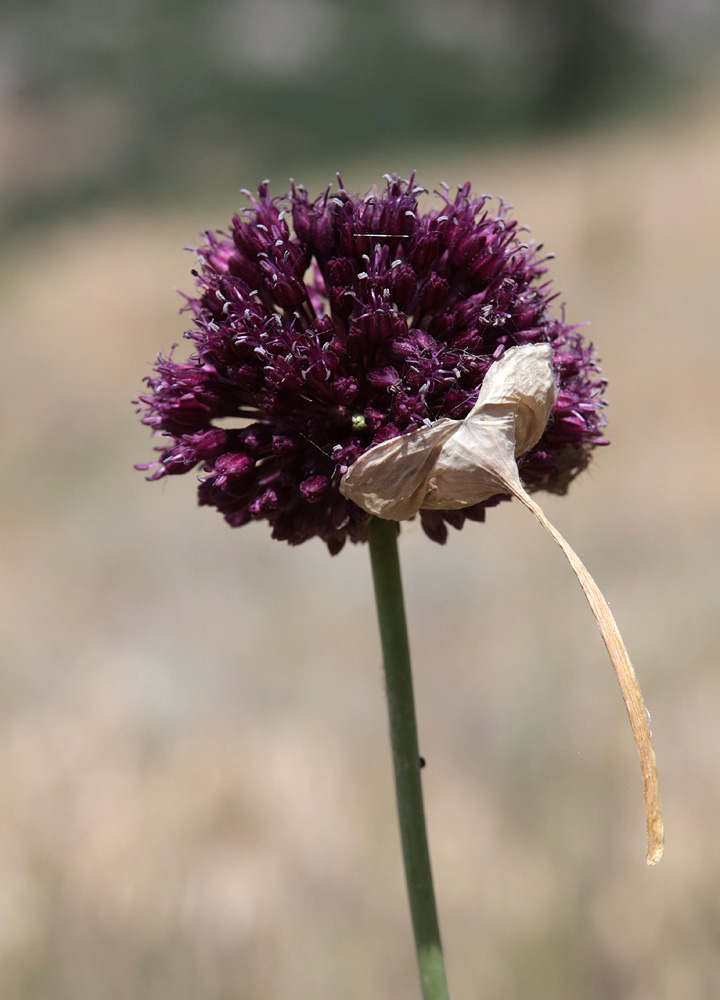 Image of Allium atroviolaceum specimen.