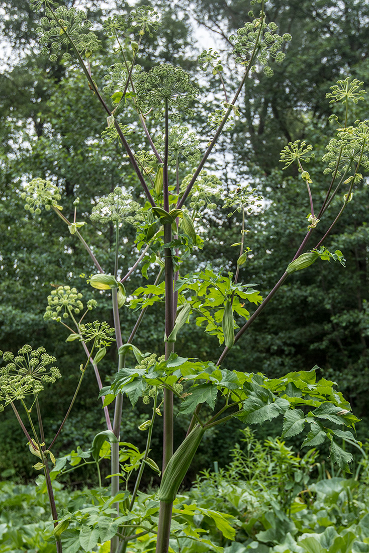 Изображение особи Archangelica officinalis.