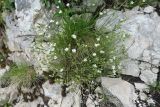 Смотреть изображение Minuartia buschiana