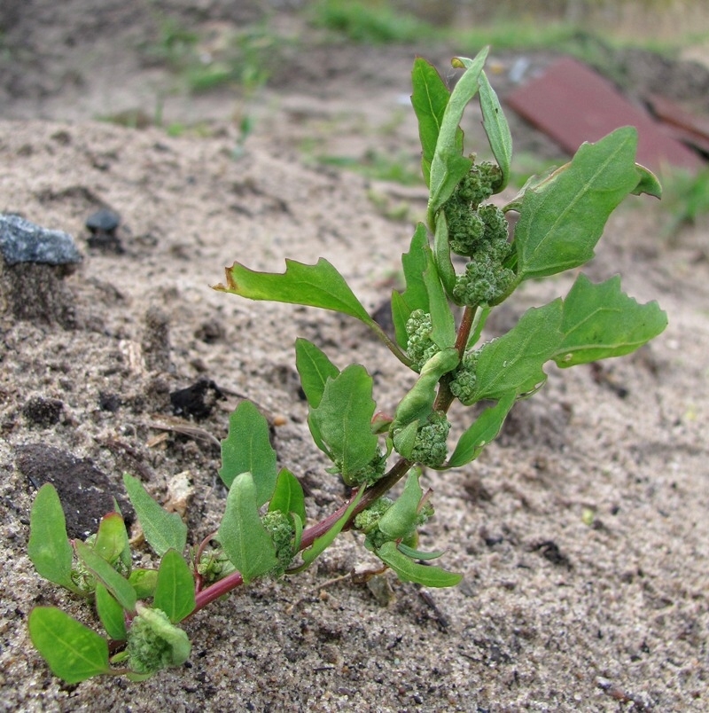 Image of Chenopodium album specimen.