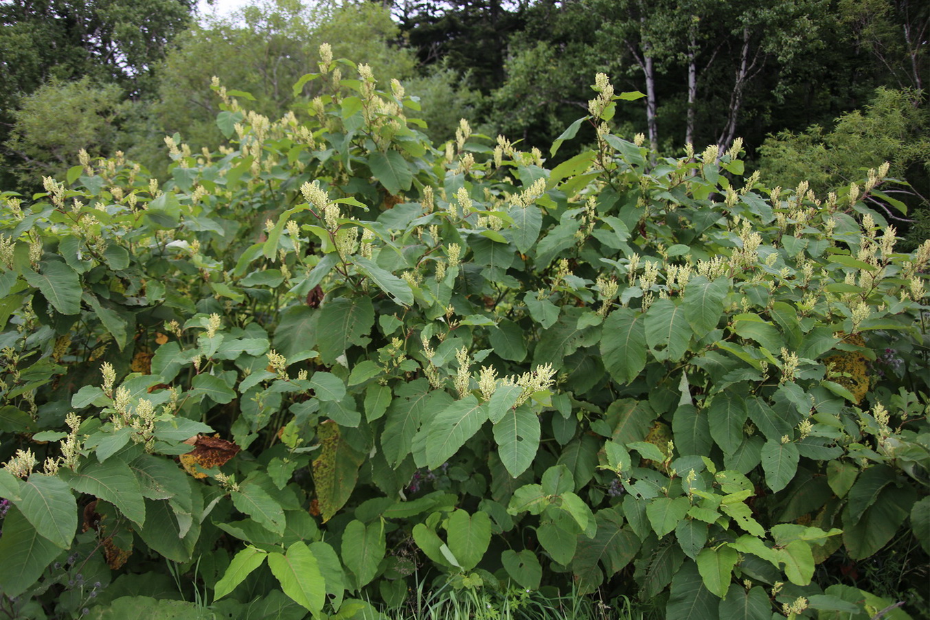 Изображение особи Reynoutria sachalinensis.