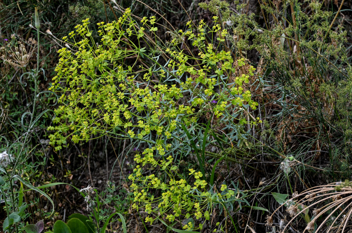 Изображение особи род Euphorbia.