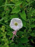 Calystegia inflata