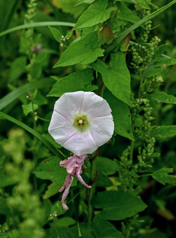 Изображение особи Calystegia inflata.