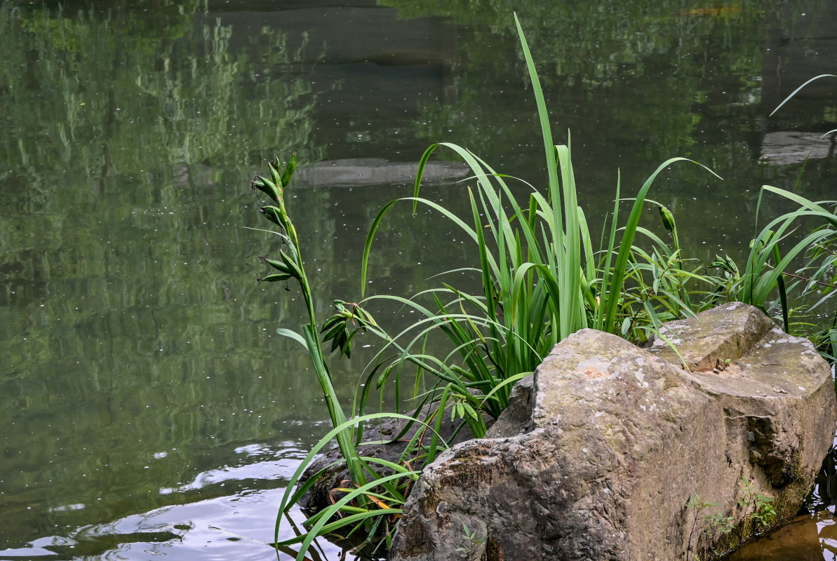 Image of genus Iris specimen.