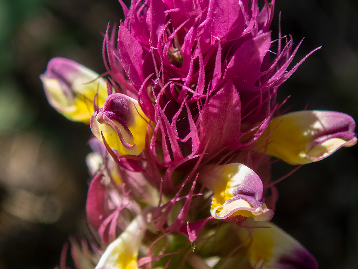 Image of Melampyrum arvense specimen.