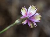 genus Dianthus